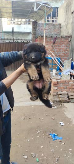 German shepherd female long coat puppy