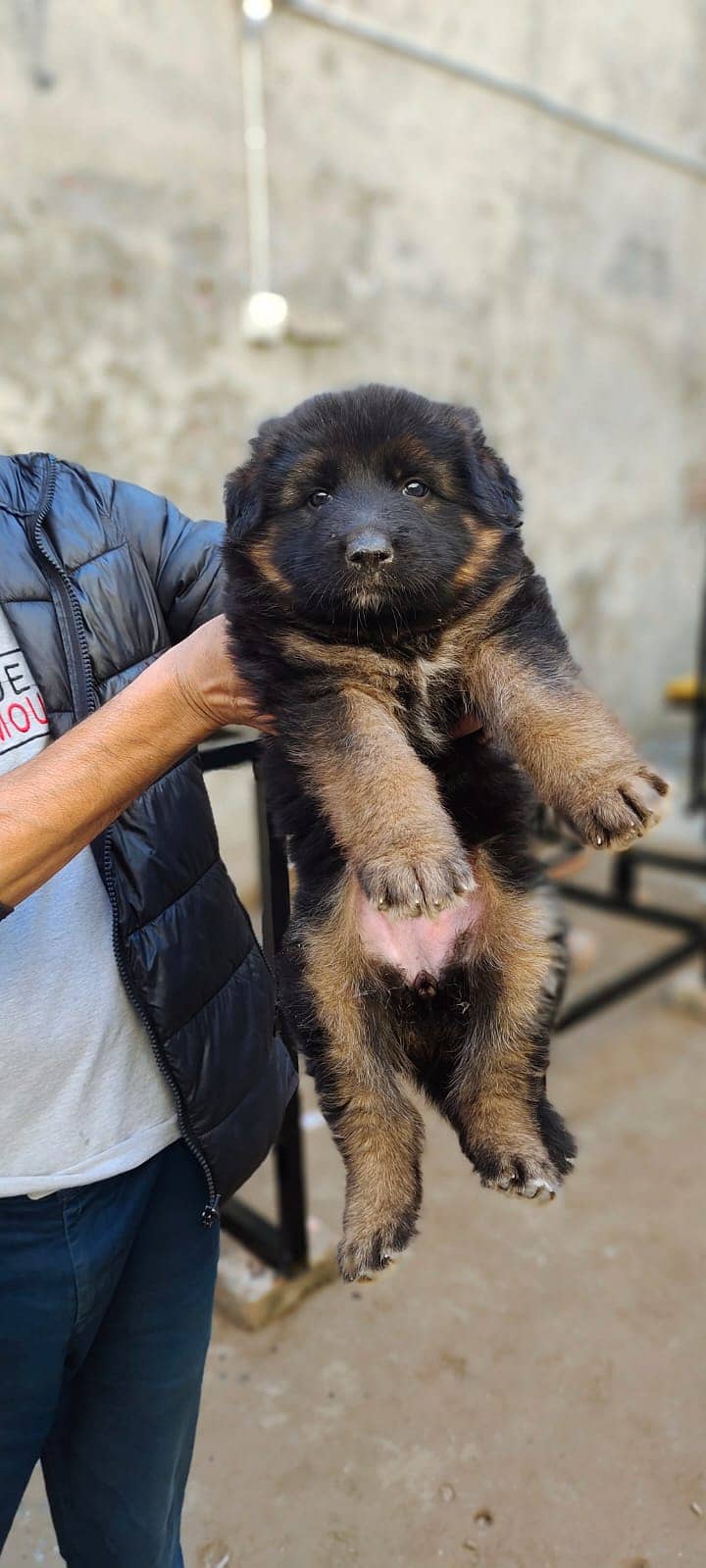 German shepherd female long coat puppy 1