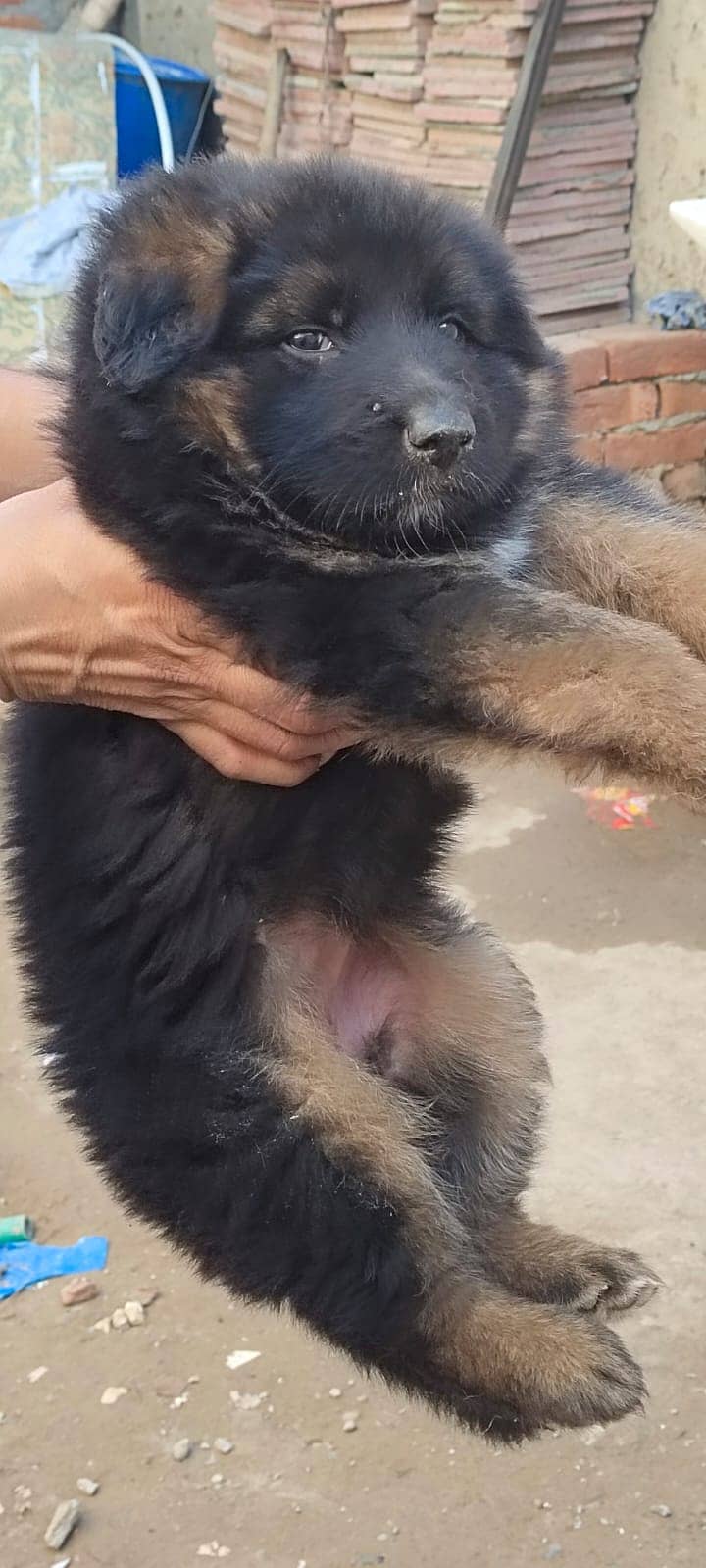 German shepherd female long coat puppy 2