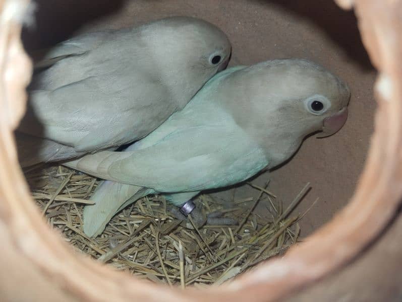 albino black eye pair 0