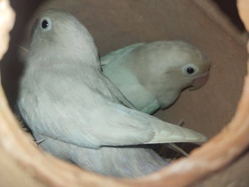 albino black eye pair 1