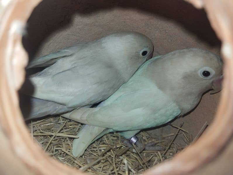 albino black eye pair 2