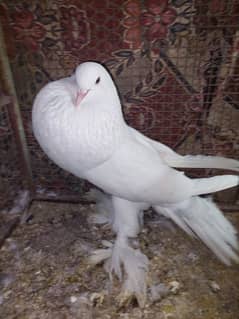 Balloon pigeon male sale