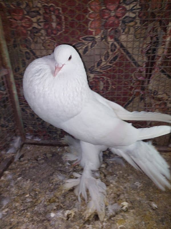 Balloon pigeon male sale 0