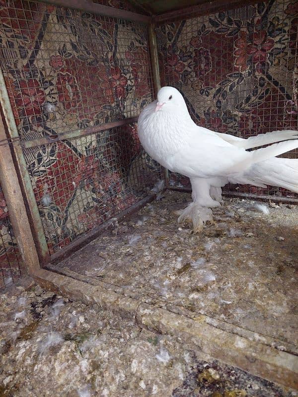 Balloon pigeon male sale 1