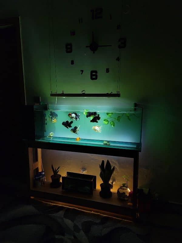 Brand new aquarium for sale 0