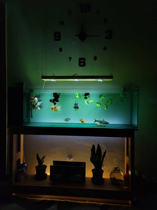 Brand new aquarium for sale 1