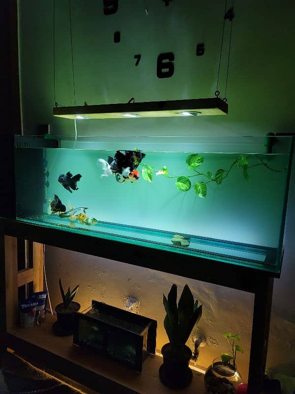 Brand new aquarium for sale 2