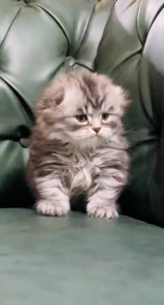 imported Scottish fold Kittens available in Pakistan now