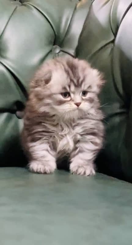 scottish fold imported kittens 0-3-2-3-8-3-3-8-4-9-5 0