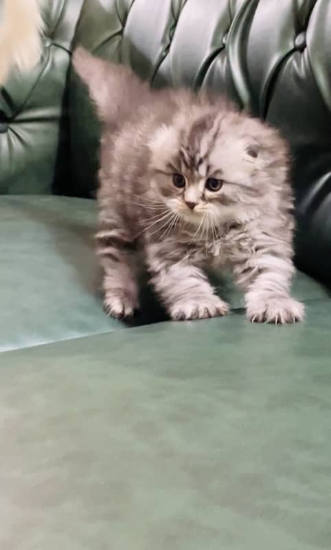 scottish fold imported kittens 0-3-2-3-8-3-3-8-4-9-5 1