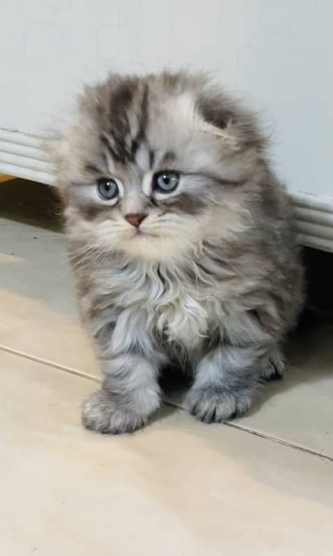 scottish fold imported kittens 0-3-2-3-8-3-3-8-4-9-5 2