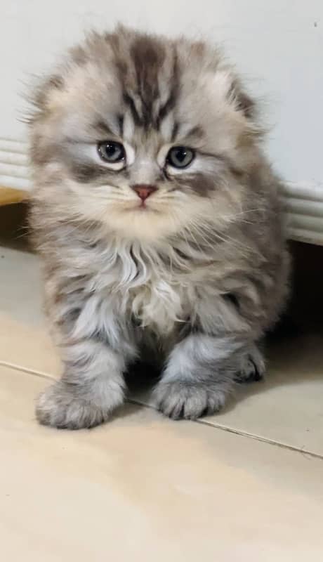 scottish fold imported kittens 0-3-2-3-8-3-3-8-4-9-5 3