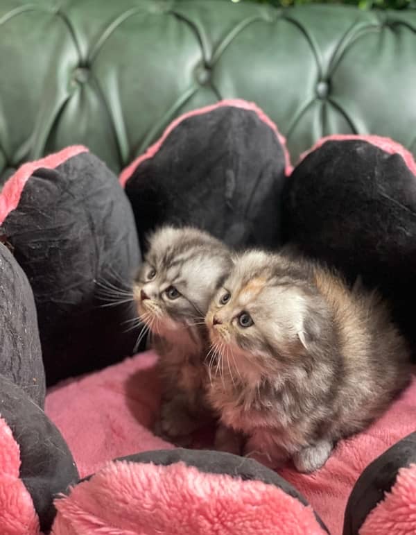 scottish fold imported kittens 0-3-2-3-8-3-3-8-4-9-5 4