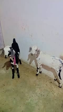 MALE GOATS Bakara dono 7months