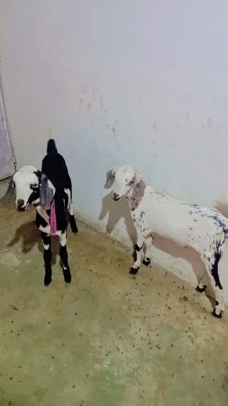 MALE GOATS Bakara dono 7months 0