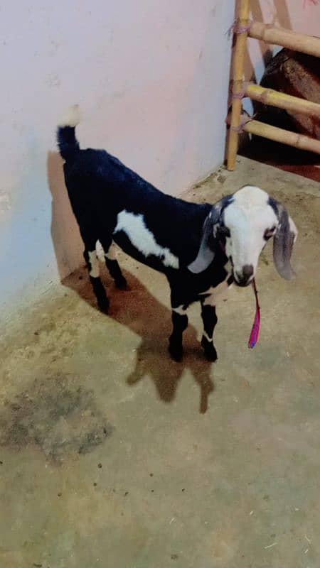 MALE GOATS Bakara dono 7months 3