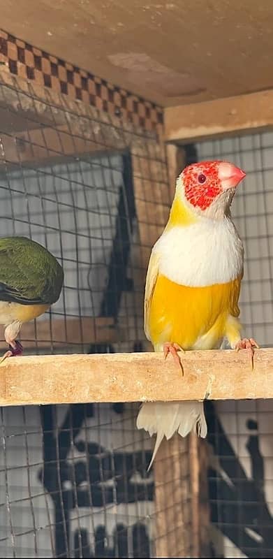 Jawa , finches , Gouldian , mutations 1