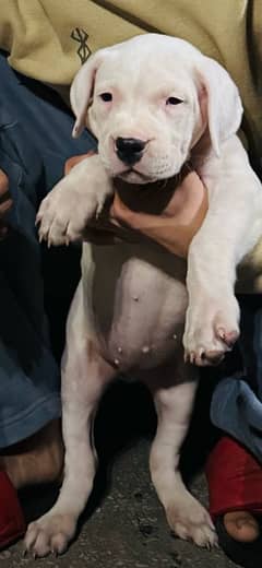 dogo argentino Female pup 45days