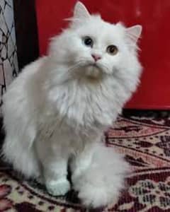 persian