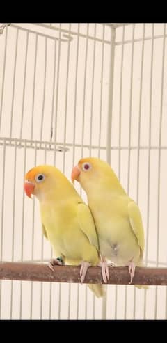 love bird