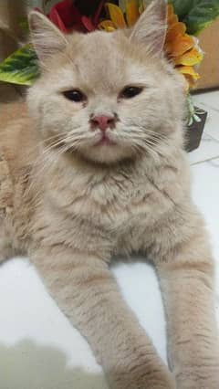 Mix breed cat