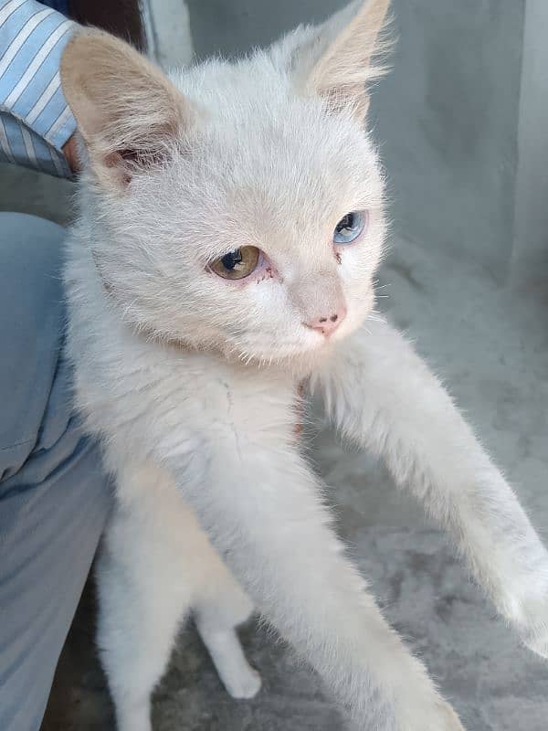 6 month Male loving cat eyes blue and brown 1