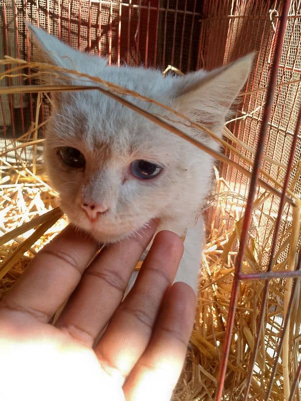 6 month Male loving cat eyes blue and brown 6