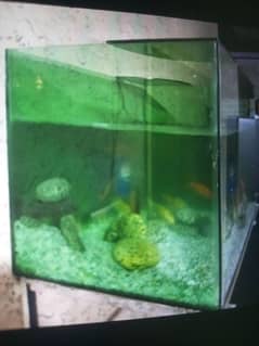 fish and fish tank for sale