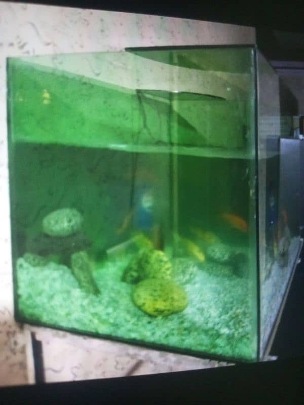 fish and fish tank for sale 0