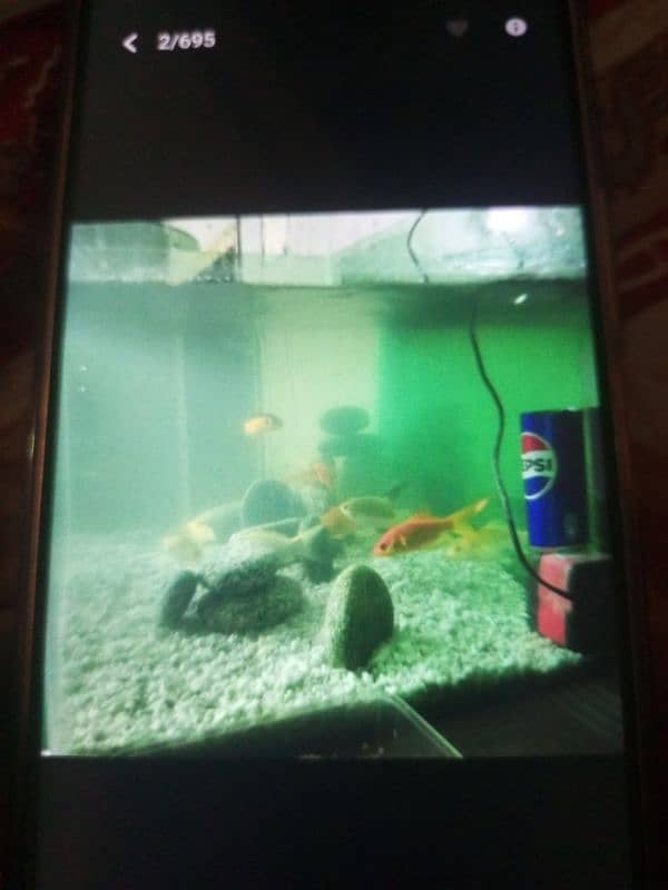 fish and fish tank for sale 1