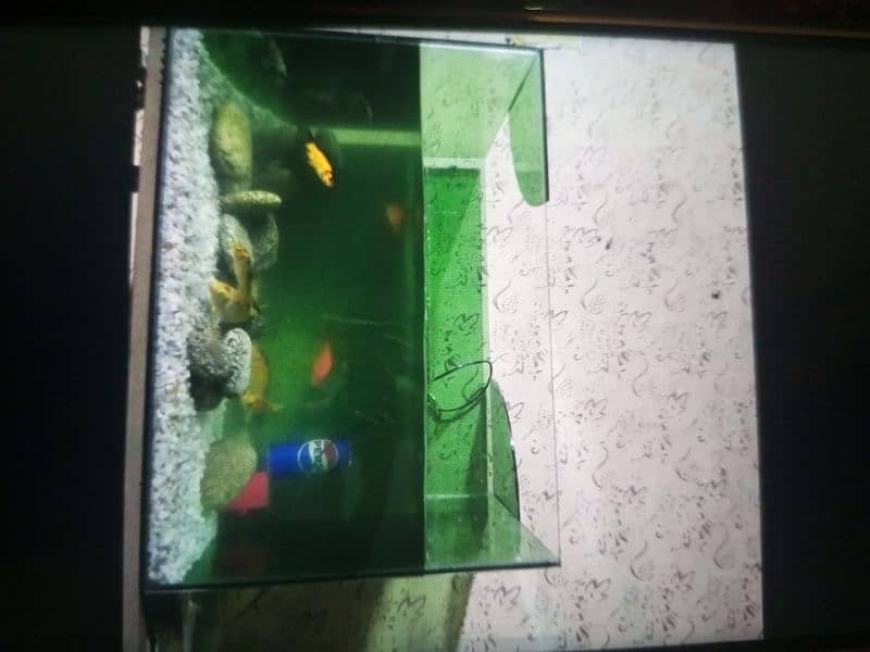 fish and fish tank for sale 2