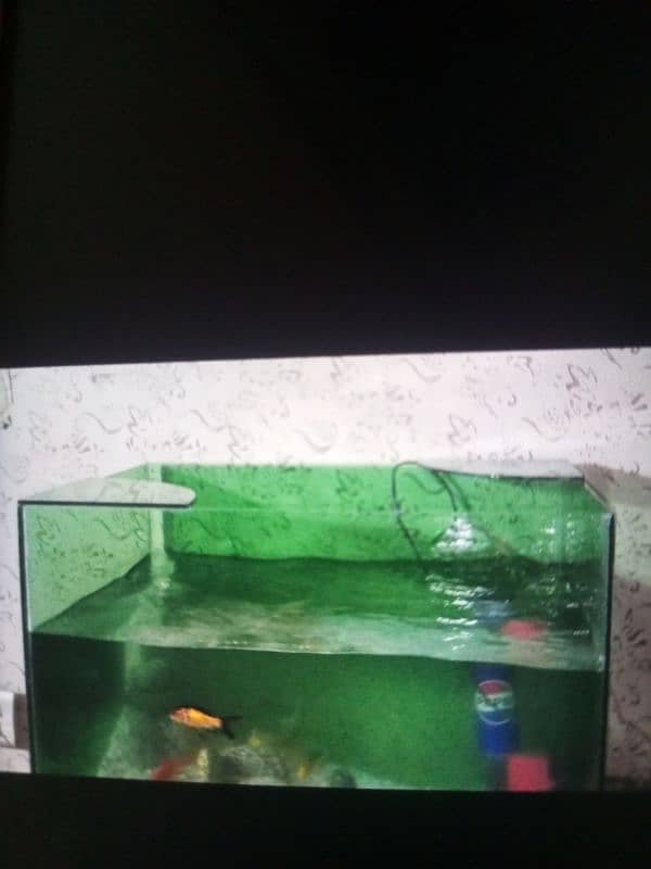 fish and fish tank for sale 3