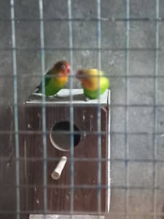 love birds for sale