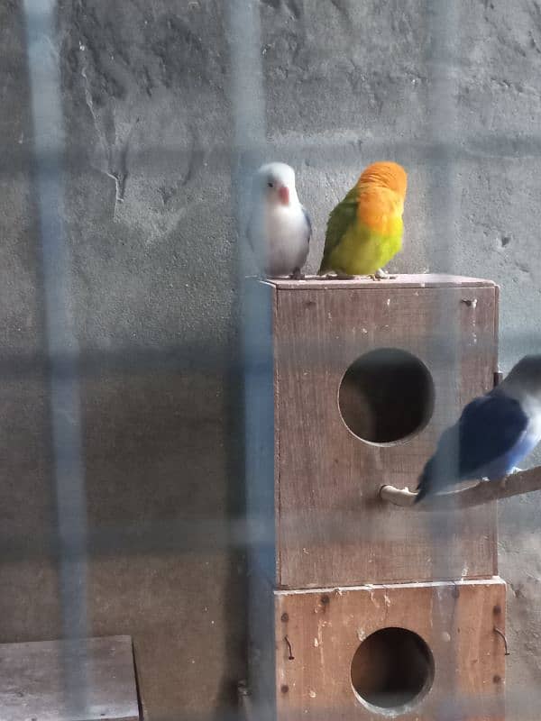 love birds for sale 4