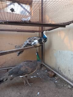 Peacock pair female breeder or black shoulder patha age one year