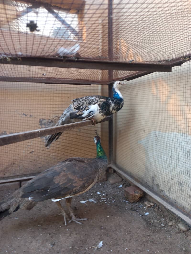 Peacock pair female breeder or black shoulder patha age one year 0