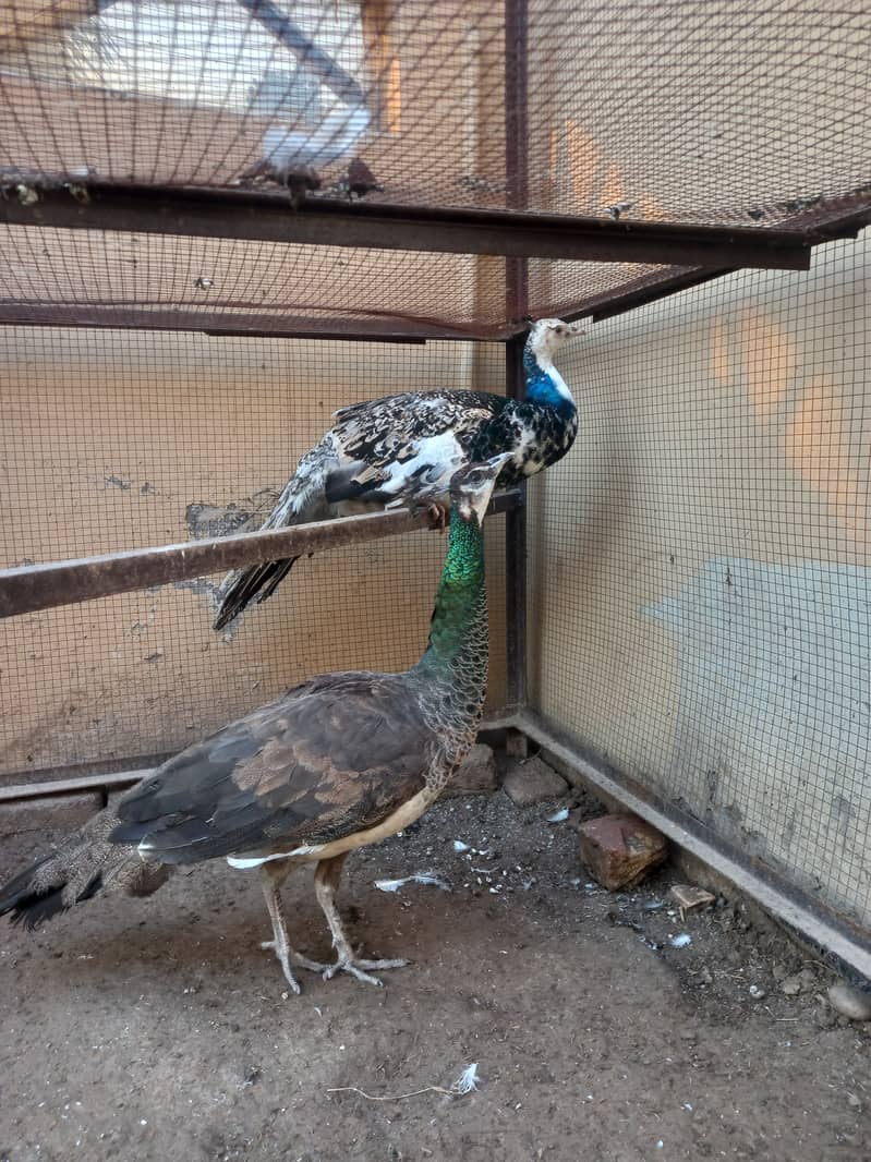 Peacock pair female breeder or black shoulder patha age one year 1