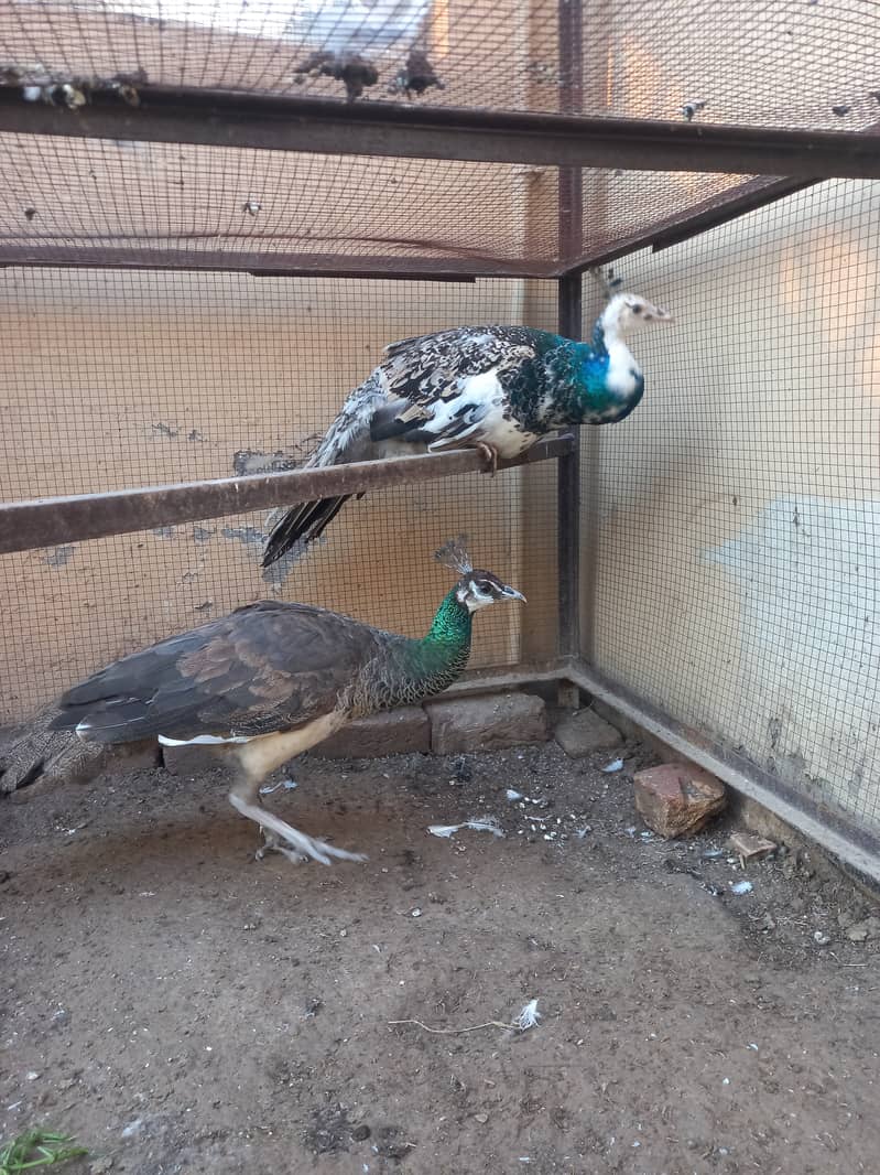 Peacock pair female breeder or black shoulder patha age one year 2