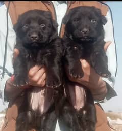 Balck German Shepherd long coat male female for sale