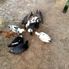 First timer egg laying ducks for sale male female