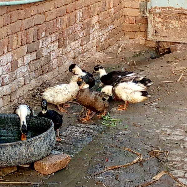 First timer egg laying ducks for sale male female 1