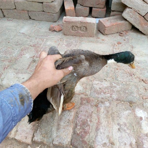 First timer egg laying ducks for sale male female 3