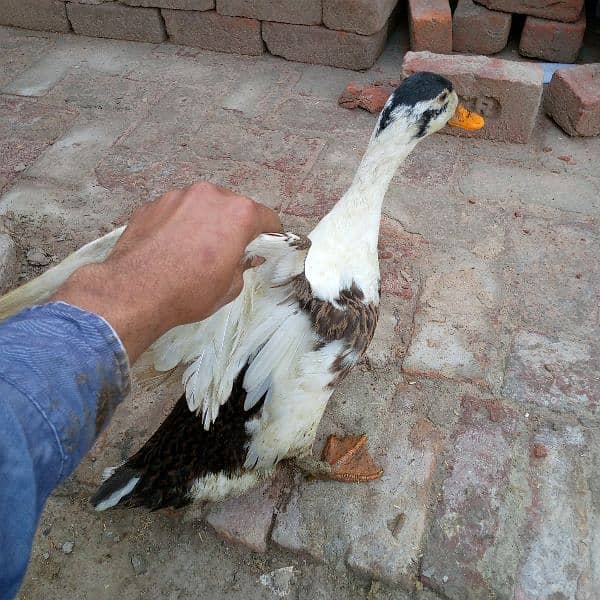 First timer egg laying ducks for sale male female 6