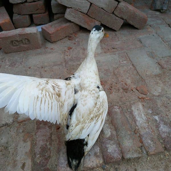 First timer egg laying ducks for sale male female 7