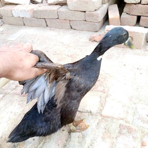 First timer egg laying ducks for sale male female 8