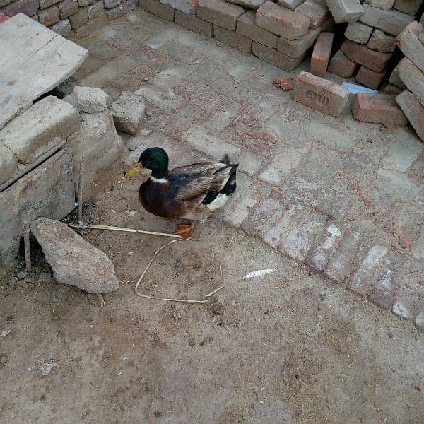 First timer egg laying ducks for sale male female 10