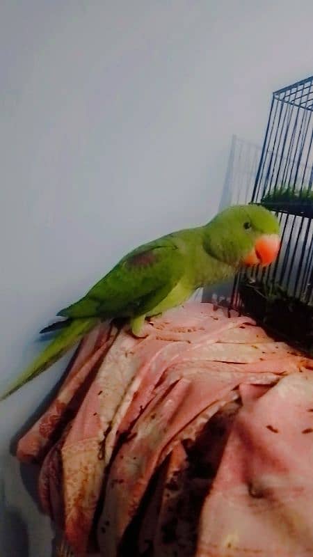 raw parrot patha 0