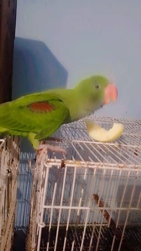 raw parrot patha 1