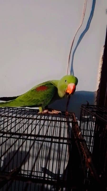 raw parrot patha 3